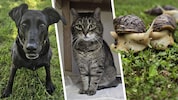 Lucky Sabrina, Nabla und zahlreiche Riesenschnecken warten noch auf ihre Lebensplätze.