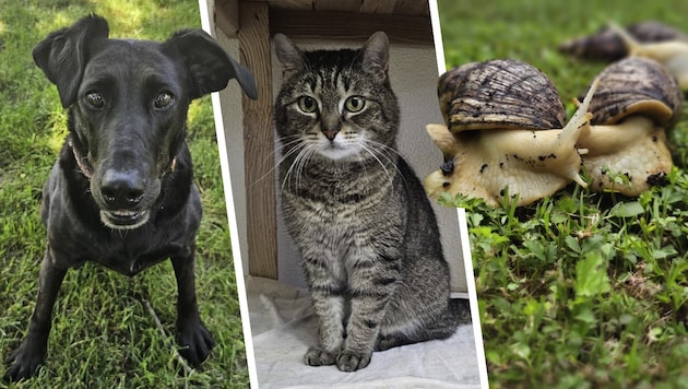 Lucky Sabrina, Nabla und zahlreiche Riesenschnecken warten noch auf ihre Lebensplätze.