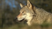 In der Toskana hat ein Wolf auf einem Grundstück den Hund einer Familie getötet, nachdem er ...