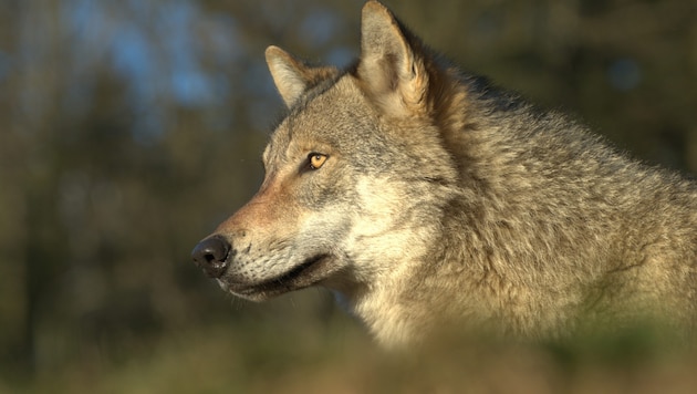 In der Toskana hat ein Wolf auf einem Grundstück den Hund einer Familie getötet, nachdem er ...