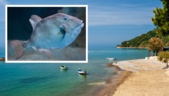 Der Schweizer Tourist wurde in Pioppi beim Schwimmen von einem Fisch attackiert – womöglich von ...