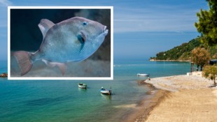 Der Schweizer Tourist wurde in Pioppi beim Schwimmen von einem Fisch attackiert – womöglich von ...