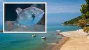 Der Schweizer Tourist wurde in Pioppi beim Schwimmen von einem Fisch attackiert – womöglich von ...