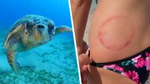 Mehrere Urlauber wurden von Schildkröten, mutmaßlich Unechten Karettschildkröten, angegriffen ...