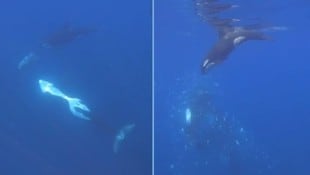Ein Video zeigt: Orcas spielen mit dem Essen.