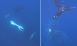 Ein Video zeigt: Orcas spielen mit dem Essen.