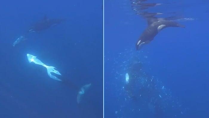 Ein Video zeigt: Orcas spielen mit dem Essen.