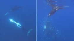 Ein Video zeigt: Orcas spielen mit dem Essen.