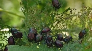 So eine massive Invasion der Japankäfer hat Italien noch nicht erlebt.