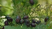 So eine massive Invasion der Japankäfer hat Italien noch nicht erlebt.