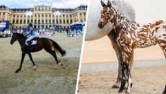 Ein echter Hingucker: Der kleine Hengst wird vor dem Schloss Schönbrunn seinen neuen Besitzer ...