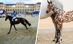 Ein echter Hingucker: Der kleine Hengst wird vor dem Schloss Schönbrunn seinen neuen Besitzer ...