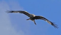 Ausgewachsene Rotmilane erreichen Flügelspannweiten von bis zu 180 Zentimetern.