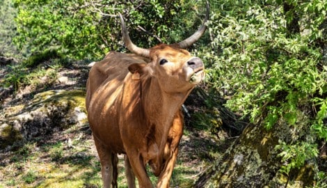 In Spanien wird zunehmend auf Cachena-Rinder gesetzt, um Bränden vorzubeugen.