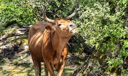 In Spanien wird zunehmend auf Cachena-Rinder gesetzt, um Bränden vorzubeugen.