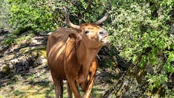 In Spanien wird zunehmend auf Cachena-Rinder gesetzt, um Bränden vorzubeugen.