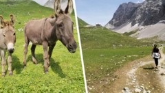 Sogar Esel weiden bei der Anhalter Hütte, die von der Heiterwand flankiert wird (rechts).