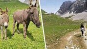 Sogar Esel weiden bei der Anhalter Hütte, die von der Heiterwand flankiert wird (rechts).