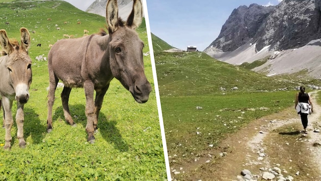 Sogar Esel weiden bei der Anhalter Hütte, die von der Heiterwand flankiert wird (rechts).