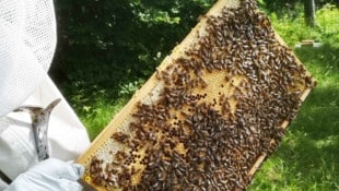 Unterschätzt, aber geschätzt: Ein Imker sorgt dafür, dass Honig auf den Frühstückstisch kommt.