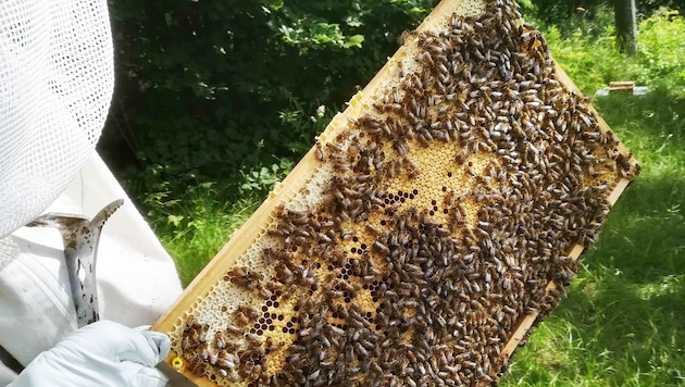 Unterschätzt, aber geschätzt: Ein Imker sorgt dafür, dass Honig auf den Frühstückstisch kommt.