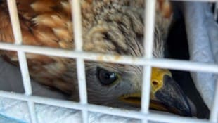 Der Rotmilan wurde gut gesichert in eine Greifvogelstation gebracht.