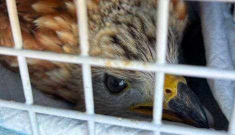Der Rotmilan wurde gut gesichert in eine Greifvogelstation gebracht.