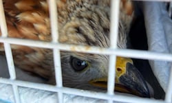 Der Rotmilan wurde gut gesichert in eine Greifvogelstation gebracht.