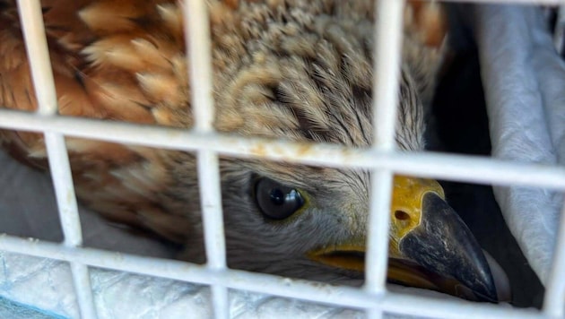 Der Rotmilan wurde gut gesichert in eine Greifvogelstation gebracht.