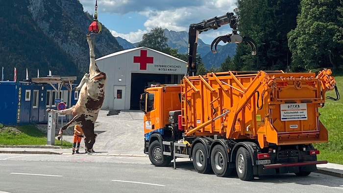 Ein Hubschrauber flog die beiden notgeschlachteten Tiere mit dem Tau ins Tal hinab.