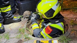 Die Feuerwehr Leopoldsdorf befreite einen Igel, der in einem Kanalrohr festgesteckt war.