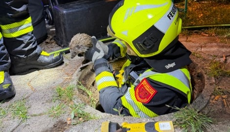 Die Feuerwehr Leopoldsdorf befreite einen Igel, der in einem Kanalrohr festgesteckt war.