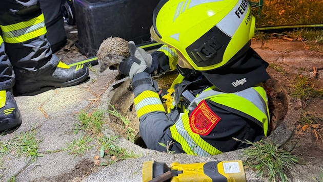 Die Feuerwehr Leopoldsdorf befreite einen Igel, der in einem Kanalrohr festgesteckt war.