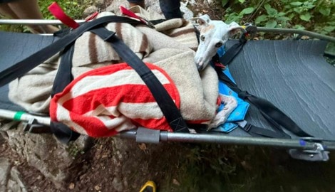 Der rund 20 Kilo schwere „Fritz“ musste mit einer Trage ins Tal gebracht werden