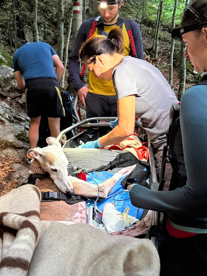 Two veterinarians were also on the scene