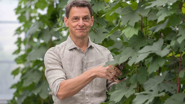Wolfgang Renner forscht seit 30 Jahren an Piwi-Weinen und leistet von der Steiermark aus ...