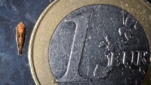Nur wenige Millimeter klein ist die Amerikanische Rebzikade, der Schaden jedoch groß.