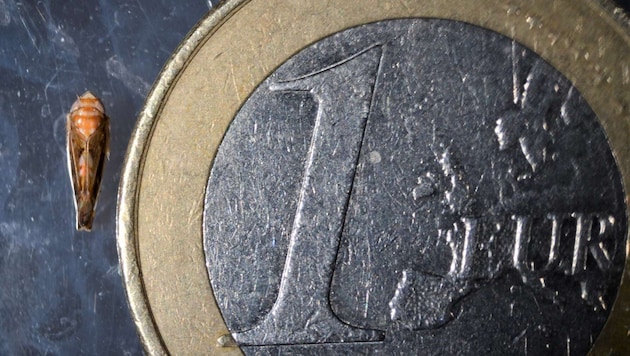 Nur wenige Millimeter klein ist die Amerikanische Rebzikade, der Schaden jedoch groß.