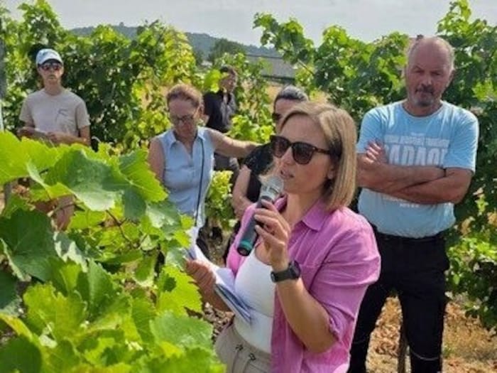 Verena Klöckl erklärte direkt in den Weingärten, worauf es im Kampf gegen Rebzikaden ankommt.