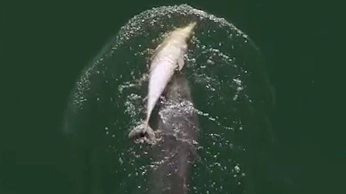 Delfin-Mama „Fraggle“ trug ihr totes Baby tagelang auf dem Rücken durchs Meer.