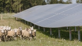 Dass PV-Anlagen auf die Wiese gesetzt werden, ist nicht unumstritten