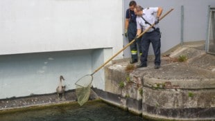 Die Feuerwehr bei der Rettungsaktion in Wels