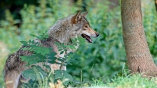Im Juli gab’s in Oberösterreich bisher acht Wolfssichtungen – und alle im Mühlviertel.