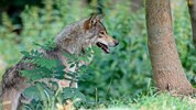Im Juli gab’s in Oberösterreich bisher acht Wolfssichtungen – und alle im Mühlviertel.
