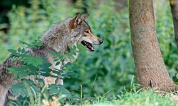 Im Juli gab’s in Oberösterreich bisher acht Wolfssichtungen – und alle im Mühlviertel.