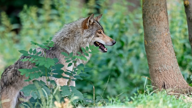 Im Juli gab’s in Oberösterreich bisher acht Wolfssichtungen – und alle im Mühlviertel.