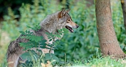 Im Juli gab’s in Oberösterreich bisher acht Wolfssichtungen – und alle im Mühlviertel.