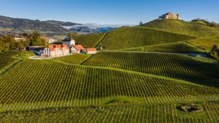 Malerisch, wie die Weingärten in Taggenbrunn angelegt wurden.