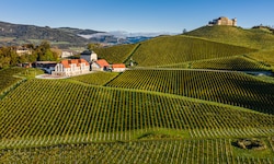 Malerisch, wie die Weingärten in Taggenbrunn angelegt wurden.