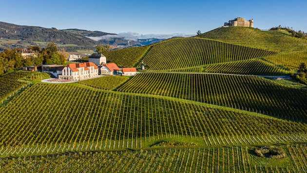 Malerisch, wie die Weingärten in Taggenbrunn angelegt wurden.